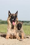 MALINOIS 377